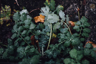 Close-up of leaves in water