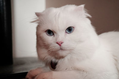Close-up of cat