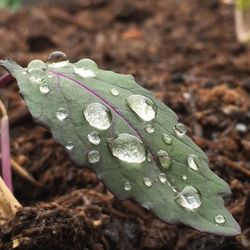 Close-up of raindrops on leaves