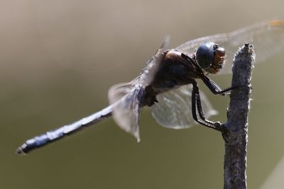 Close-up of insect on twig