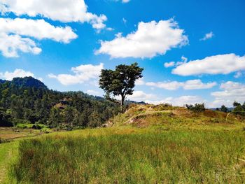 Scenic view of field against sky