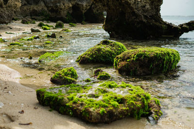 Rock coral reefs at the beach