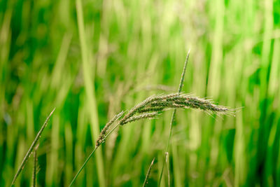 Close-up of wheat growing on field