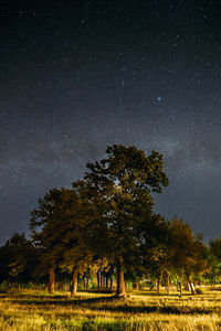 Trees on field against sky at night