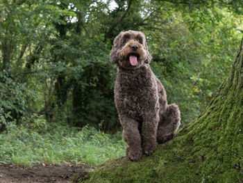 Portrait of dog sitting on tree