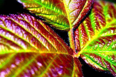 Close-up of leaves