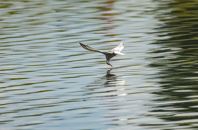 Bird flying over lake