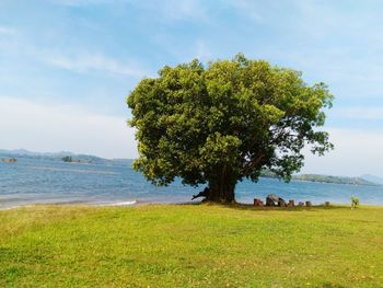 Tree on field by sea against sky