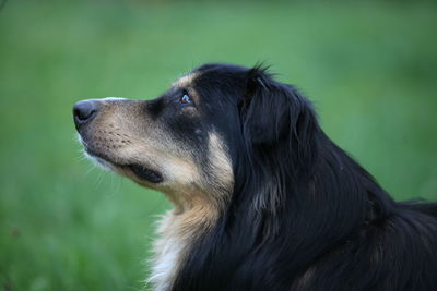 Close-up of dog looking away