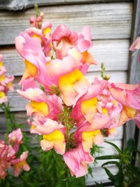 Close-up of pink bougainvillea blooming outdoors