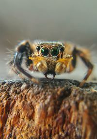 Close-up of spider