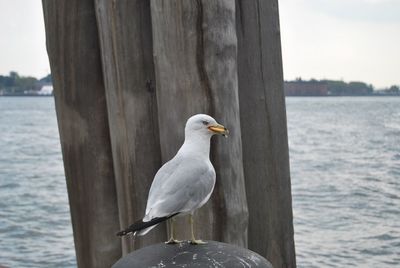 Seagull perching on railing