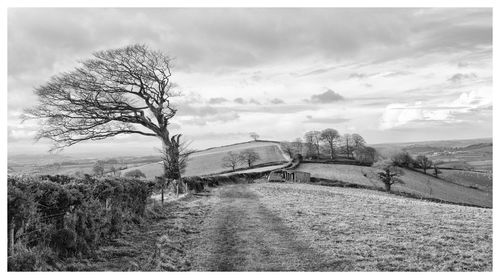 Trees on field against sky