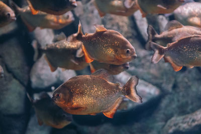 Red-bellied piranha pygocentrus nattereri or red piranha in their habitat.