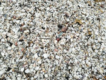 Full frame shot of seashells on beach