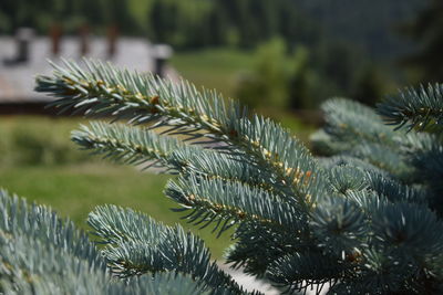 Close-up of pine tree during winter