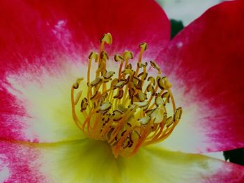 Close-up of red flower