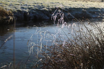 Close-up of grass in lake