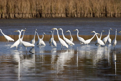 Flock of birds in lake