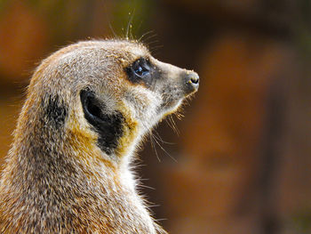 Close-up of meerkat looking away