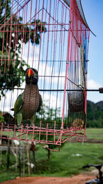 Close-up of bird perching in cage