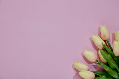 Close-up of pink tulip flower against white background