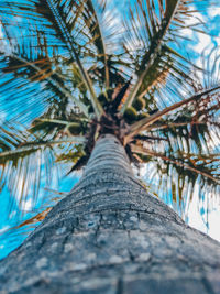 Low angle view of coconut palm tree