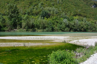 Scenic view of lake by trees