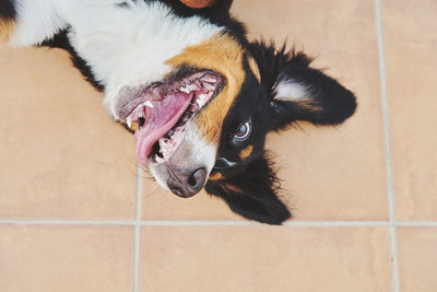 Close-up of a dog