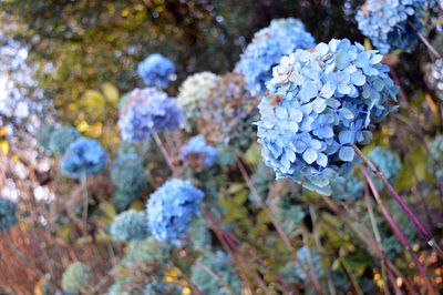 Close-up of purple hydrangea flowers on field