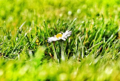 Flowers blooming on field