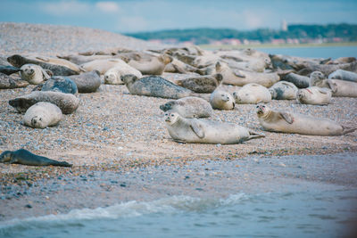 View of pebbles on beach