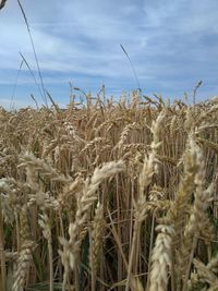 Close-up of stalks in field against sky