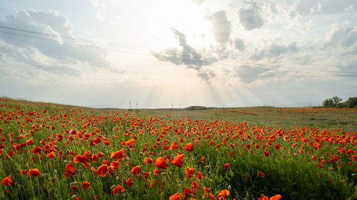 Red poppy flowers in a wild field. vivid poppies meadow in spring. beautiful summer day. beautiful