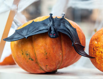 Bat on the pumpkin. the outdoor halloween decoration.