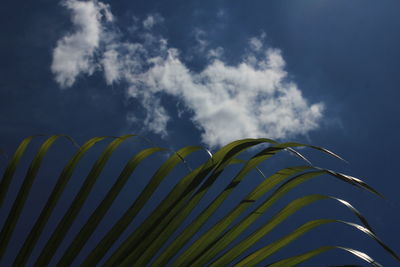 Low angle view of palm leaf against sky
