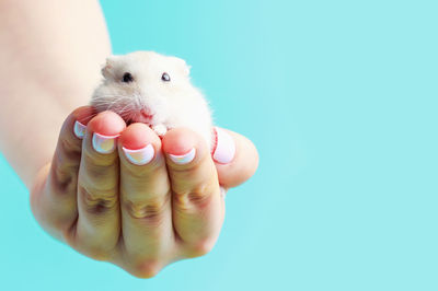 Close-up of hand holding baby over white background