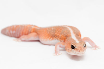 Close-up of lizard on white background