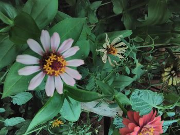 Close-up of flowers blooming outdoors