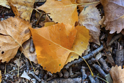 High angle view of autumn leaves on field