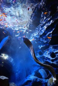 Moray eel at s.e.a. aquarium at sentosa resort