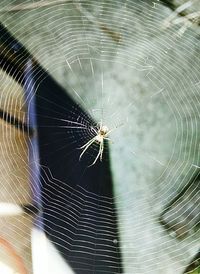 Close-up of spider on web