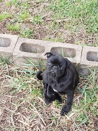 High angle view of dog sitting on field