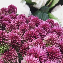 Close-up of pink flowers