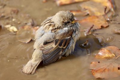 Sparrow perching on mud