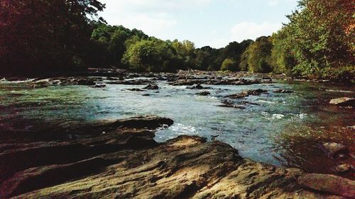 Stream flowing in forest