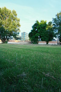 Trees on grassy field in park