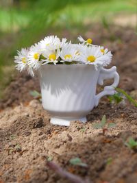 Close-up of white daisy flower on field