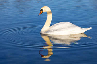 Swan swimming in lake