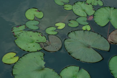 Full frame shot of lily pads in pond